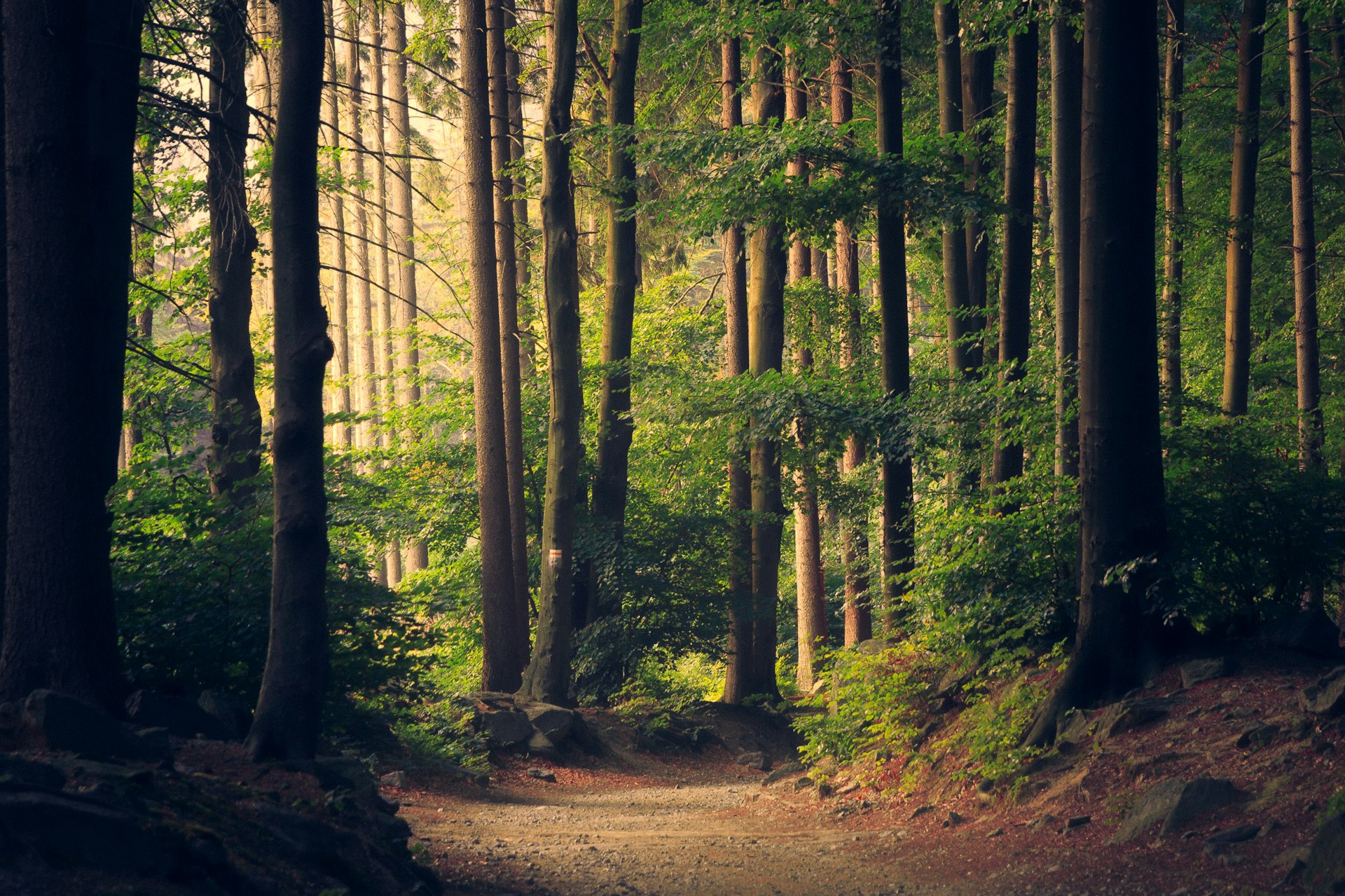 Forest Trails